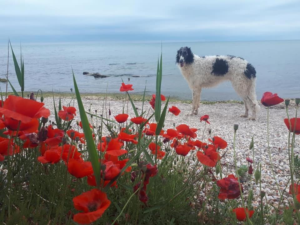 La Doi Pasi De Mare Hotel Vama Veche Buitenkant foto